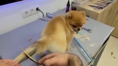 tail hair cutting to a Dog New Style :)))