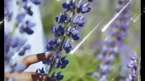 The Lilac Fragrance set off the gossamer wings