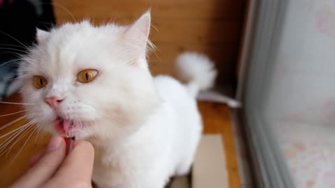 White Persian Cat Licks Food