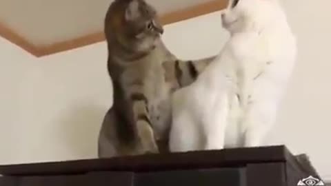 Funny Cat Videos Gays