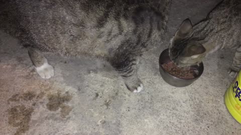 The cat is using its paws to intercept food. (2)