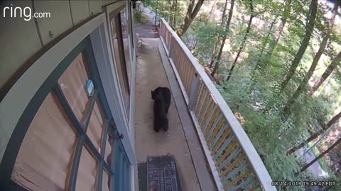 Mother bear with baby bears stroll through backyard