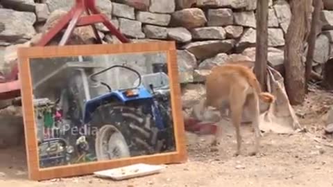 Mirror Prank For Dog Hilarious Reaction Mirror Prank Try not to Laugh So Funny Prank Video