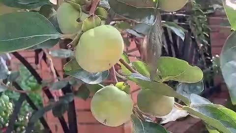 Found a persimmon tree full of persimmons