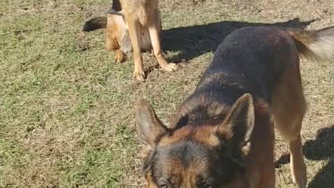 Jules and Romes playing in the back yard German Shepherds are the best!