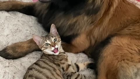 When Your Dog and Cat Are Besties