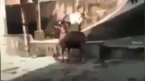 Funny Goats having fun