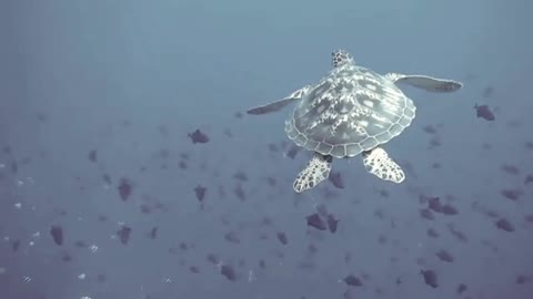 Amazing video Turtle vedio, turtle, swimming turtle