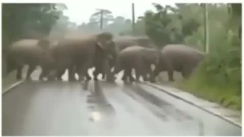 Group of Eliphant Animal