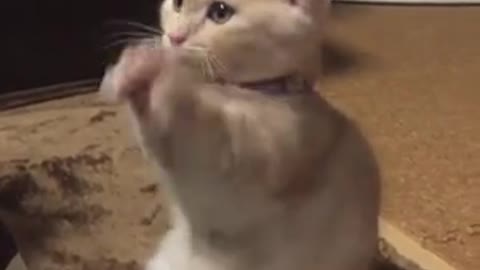 Cats also practice kung fu