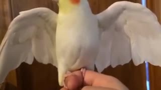 Broken Birb