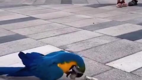 Even parrots love to roller skate