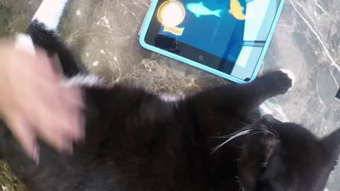 This Is What It Looks Like When Cats Play On An iPad (And Why They Should)