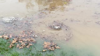 Clogged Storm Drain