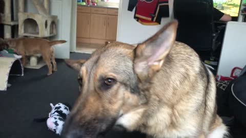 German shepherd singing the song of their people