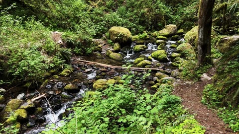 SOOTHING PEACEFUL SILENCE @ Elk Creek on the Santiam Wagon Trail! | Central Oregon | 4K