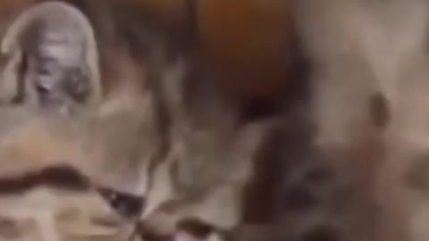 Compilation Of Funny Cat Vidoe