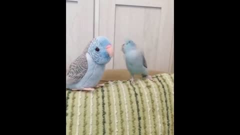 Funny Parrots Going Crazy - Cutest Parrots Compilation