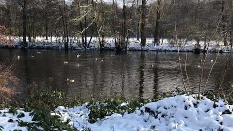 A flock of ducks on the river 🦆