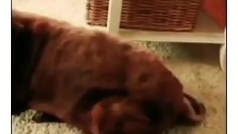 Funny Animal Videos