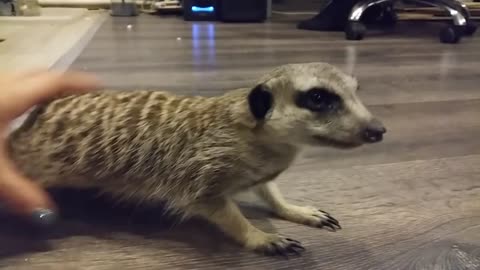 meerkat weekdays