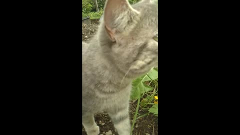 A cute young cat eats grass in a German garden