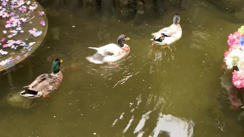 Duck family leisurely swimming in the lake