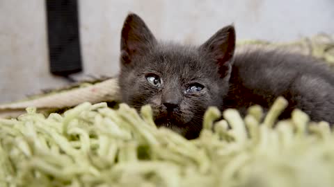 Cute Black Kitten In My House