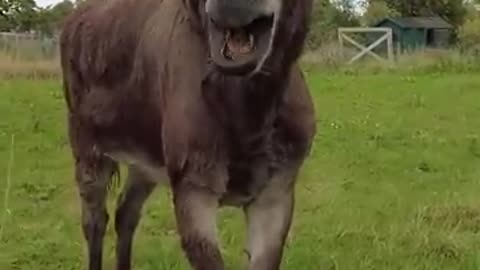 Funny donkey animal video