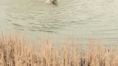 Goose Protects Its Territory from a Caspian Tern