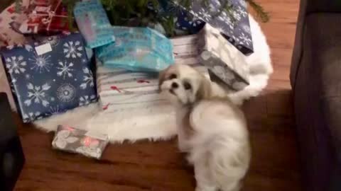 Adorable puppy is eager to open her Christmas present