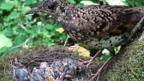 Watch the baby birds eat the bugs