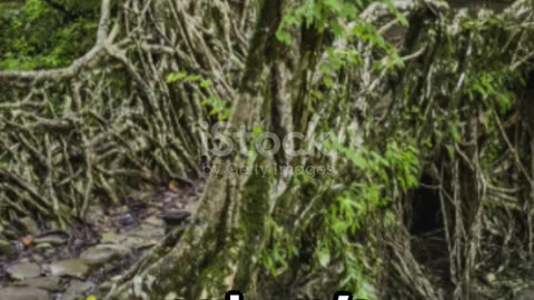 Living Root Bridges: Meghalaya