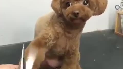 cute fluffy dogs