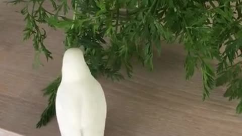 Budgie Exploring The Kitchen