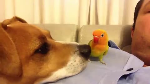 Pet Dog and Pet Parrot becoming friends, so cute!!