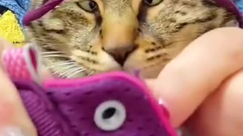 Funny Cat Video #shorts #cat