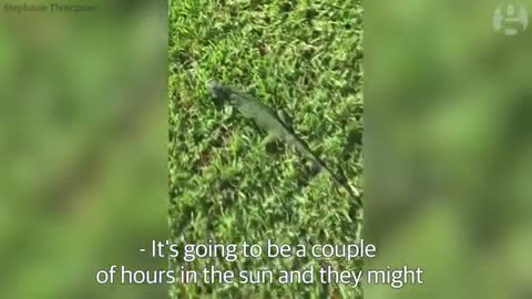 Out cold_ iguanas fall from trees as temperatures drop in Florida