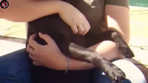 Puppy Drags Blanket Outside To Share With Stray Dog, Proving Dogs Are Too Pure For This World