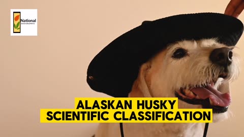 Alaskan Husky Scientific Classification | National Geographic 24