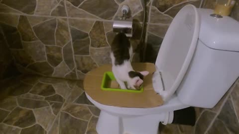 Make Free Toilet for Cat