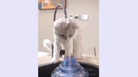 The cat is playing with water very funny video must watch.