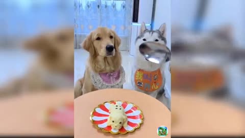 Cake cutting on dog reaction | Cute dogs and cats videos 😄