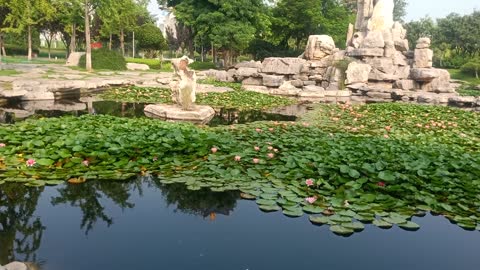 The pond around the rockery is full of lotus flowers