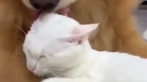 cute dog & cat