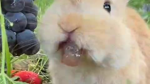 Cute rabbit eating grapes