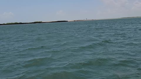 Dolphins in the Brownsville ship channel on a very windy day