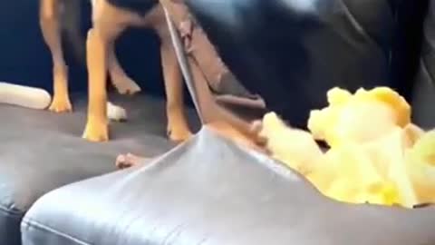 Dogs destroy furniture