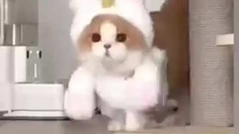 cute cat