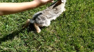 Two Kids Learning about an Injured Rabbit